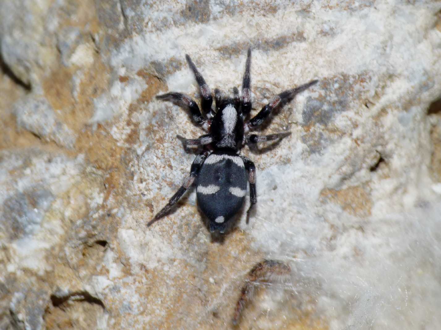 Poecilochroa sp.(?) (Gnaphosidae) con preda - Tolfa (RM)